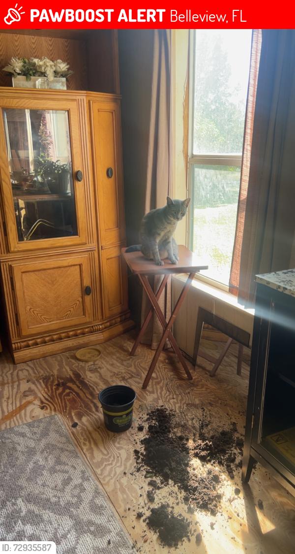 Lost Female Cat last seen Souls harbor Church, Belleview, FL 34420