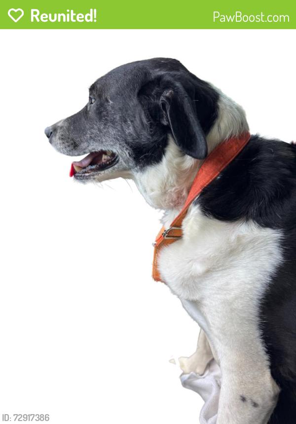 Reunited Male Dog last seen S 5th St, Shamokin, PA, USA, Shamokin, PA 17866