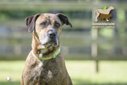 Shelter Stray Male Dog last seen Goose Creek, SC 29445, North Charleston, SC 29406