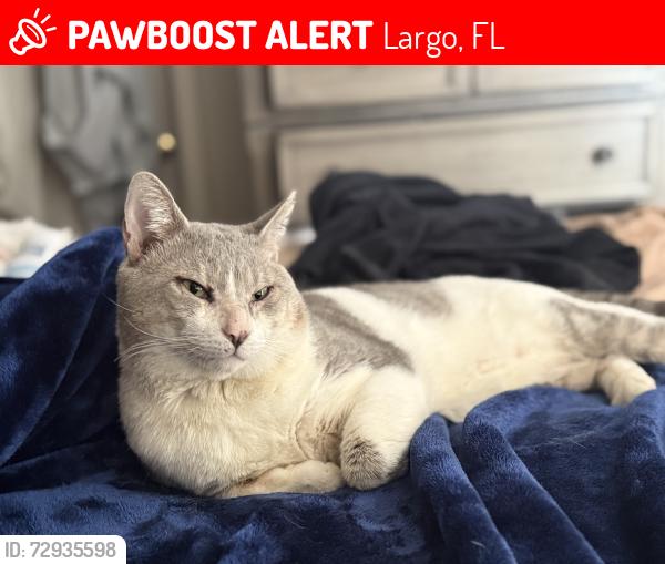 Lost Male Cat last seen Lake and Ulmerton , Largo, FL 33771