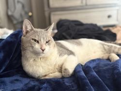 Lost Male Cat last seen Lake and Ulmerton , Largo, FL 33771