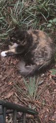 Lost Female Cat last seen Antioch Baptist Church, Vancleave, MS 39565