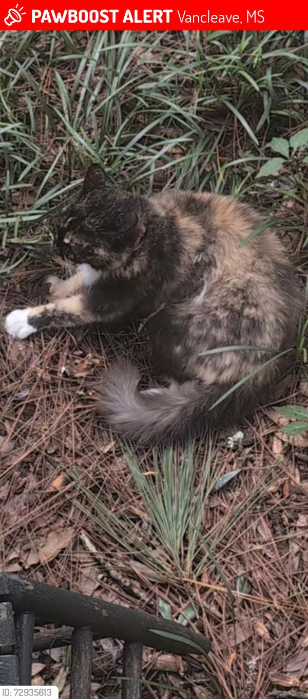Lost Female Cat last seen Antioch Baptist Church, Vancleave, MS 39565