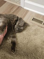 Reunited Female Cat last seen Montgomery Rd cincinnati ohio , Montgomery, OH 45242