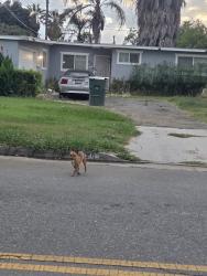 Found/Stray Male Dog last seen Near California Ave and Adams, Riverside, CA 92504