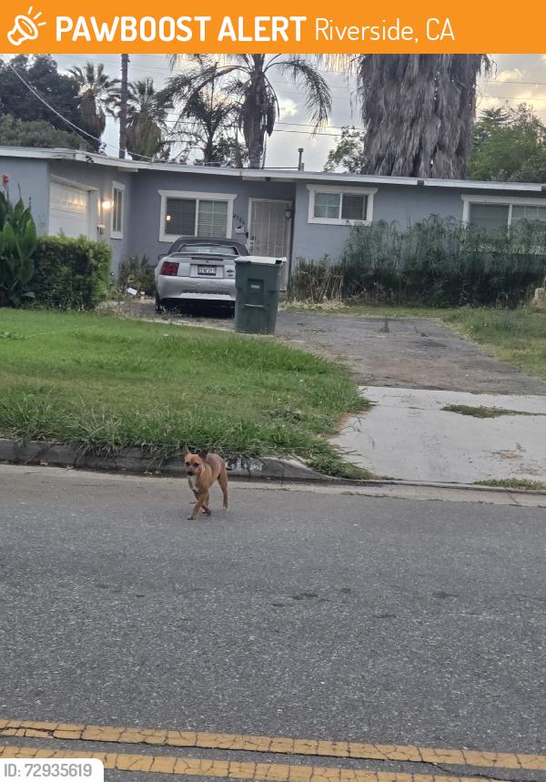 Found/Stray Male Dog last seen Near California Ave and Adams, Riverside, CA 92504