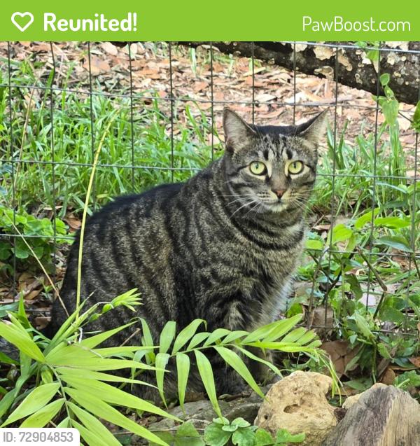 Reunited Female Cat last seen Harriet Drive & North Monroe , Tallahassee, FL 32303