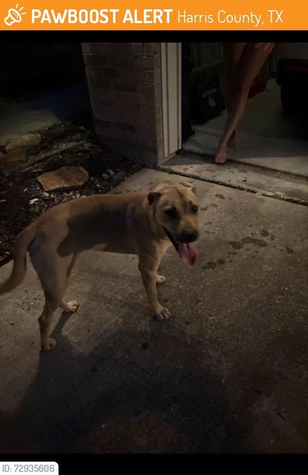 Found/Stray Male Dog last seen Lake Vista and Holsberry Ct, Harris County, TX 77377