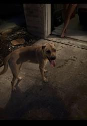 Found/Stray Male Dog last seen Lake Vista and Holsberry Ct, Harris County, TX 77377