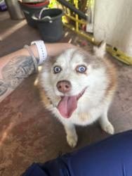 Found/Stray Female Dog last seen International , Oakland, CA 94603