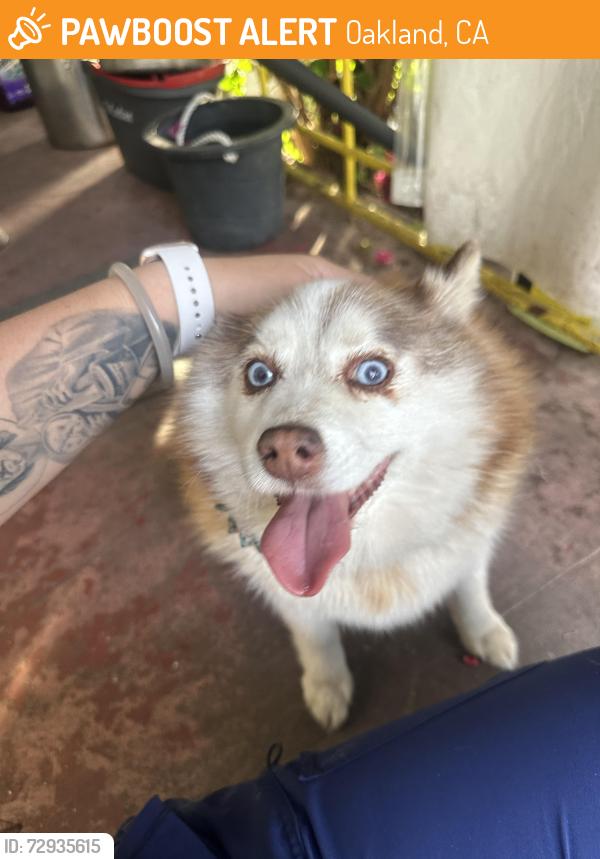 Found/Stray Female Dog last seen International, Oakland, CA 94603