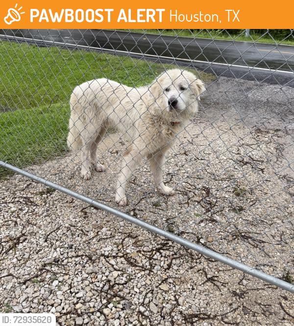 Found/Stray Male Dog last seen Garrett Rd at Aqueduct Rd, Houston, TX 77044