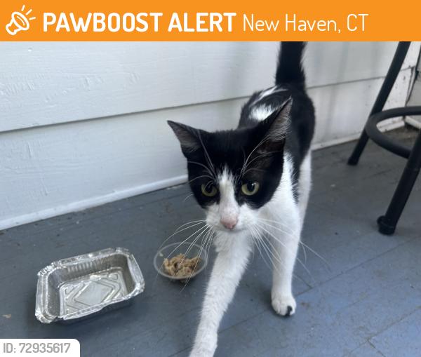 Found/Stray Female Cat last seen English Drive, New Haven, CT 06511