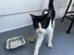 Found/Stray Female Cat last seen English Drive, New Haven, CT 06511