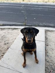 Found/Stray Male Dog last seen Near Old town Victorville , Victorville, CA 92307
