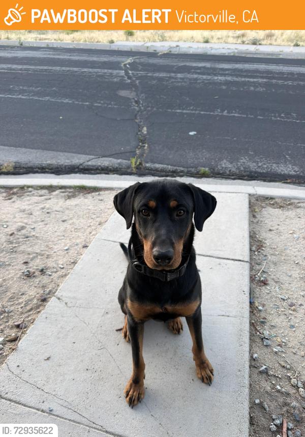 Found/Stray Male Dog last seen Near Old town Victorville , Victorville, CA 92307