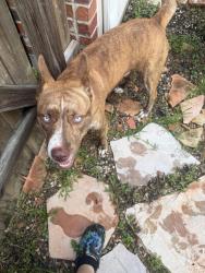 Found/Stray Male Dog last seen Edenstone dr, Houston, TX 77429