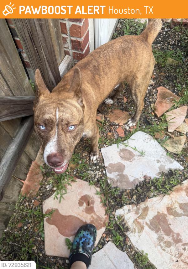 Found/Stray Male Dog last seen Edenstone dr, Houston, TX 77429