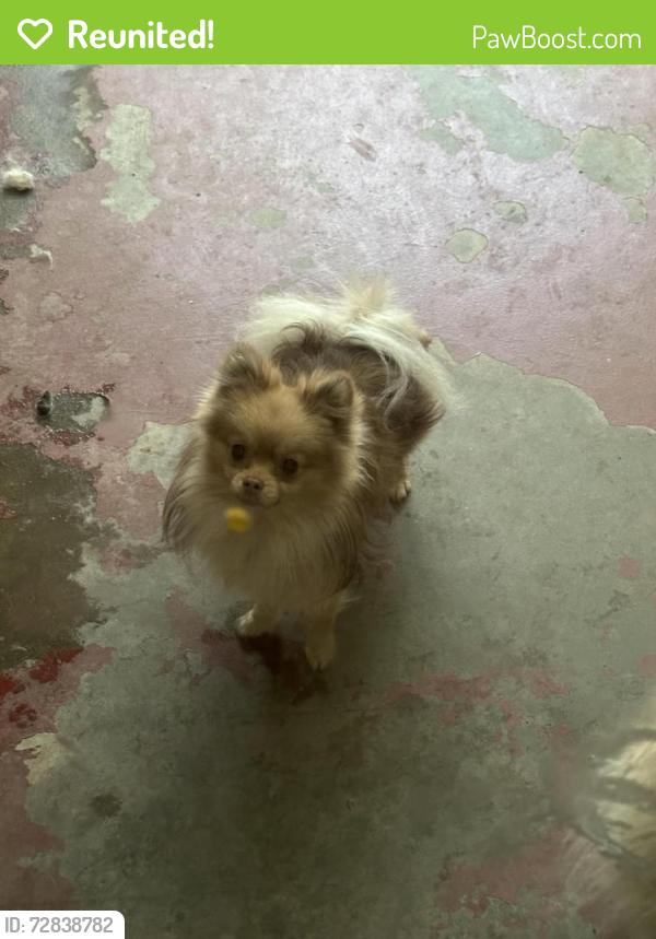 Reunited Male Dog last seen Cross & Finch , Tulare, CA 93274