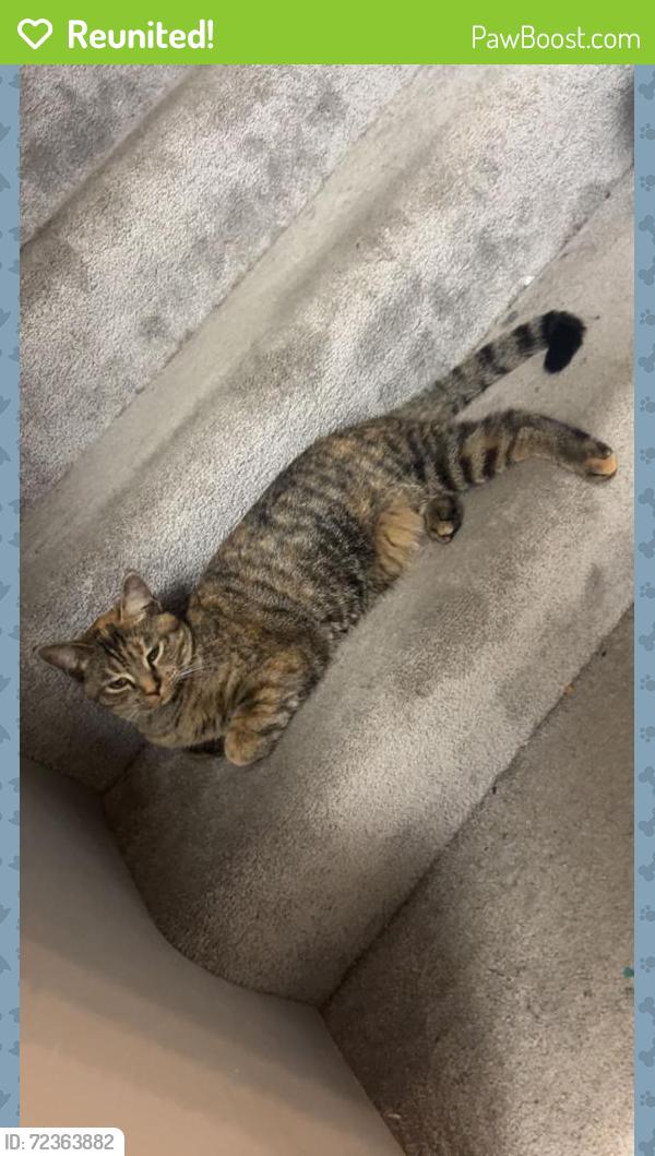 Reunited Female Cat last seen NE Palace, Minneapolis, MN 55418