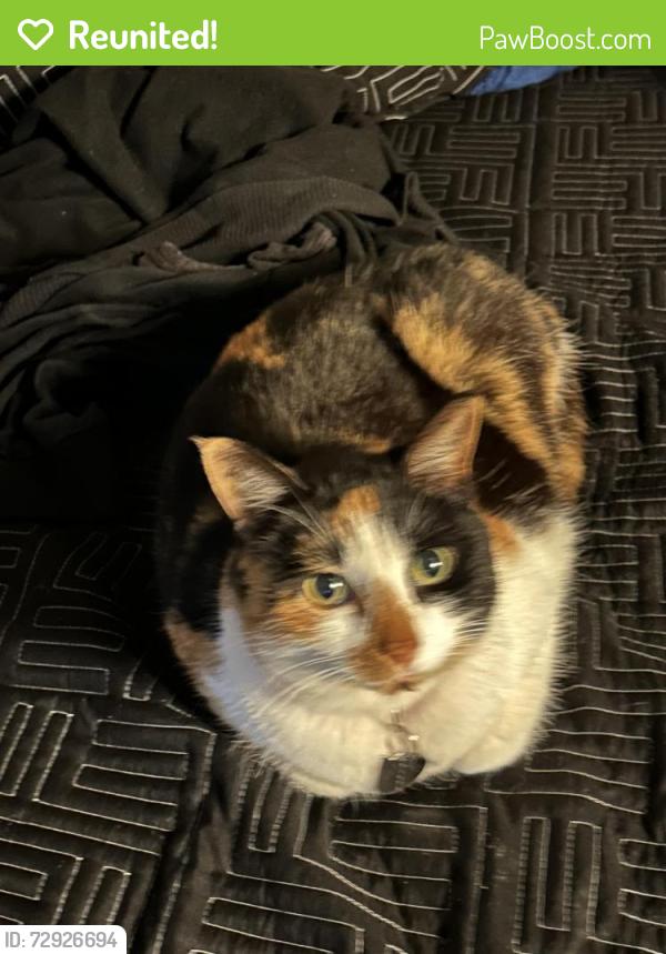 Reunited Female Cat last seen 145th Ave E, Madeira Beach, FL 33708