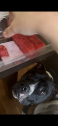 Lost Male Dog last seen Near fee fee rd, Bridgeton, MO 63044