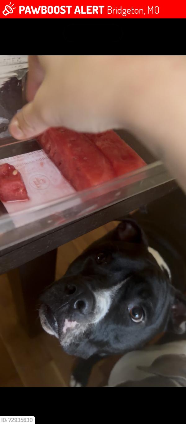 Lost Male Dog last seen Near fee fee rd, Bridgeton, MO 63044