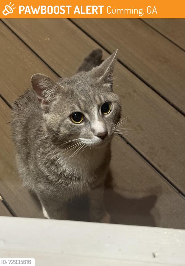 Found/Stray Male Cat last seen Hwy 369; Charleston Park Rd., Cumming, GA 30041