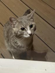 Found/Stray Male Cat last seen Hwy 369; Charleston Park Rd., Cumming, GA 30041