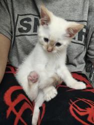 Lost Male Cat last seen Perry avenue, Denison, TX 75020