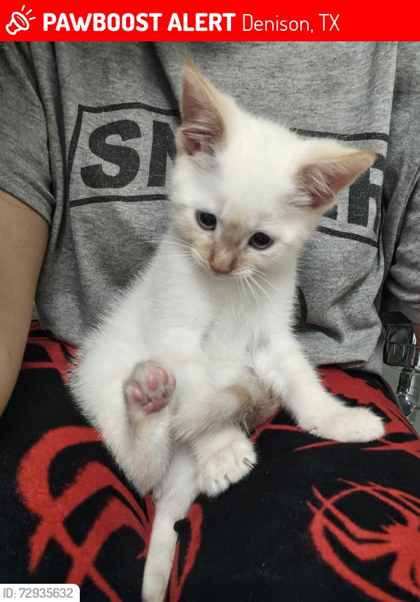Lost Male Cat last seen Perry avenue, Denison, TX 75020