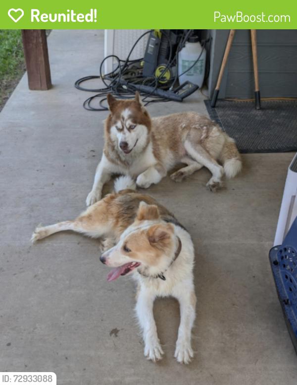 Reunited Female Dog last seen Near & 69, Wood County, TX 75783