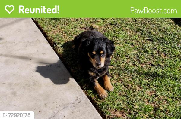 Reunited Male Dog last seen third and proctor ave, La Puente, CA 91746