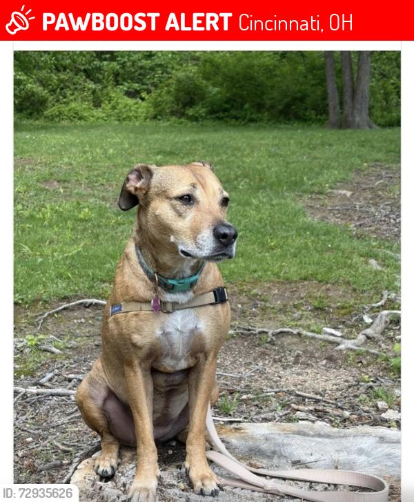 Lost Female Dog last seen Hamilton Ave, W Belmar Place, Reid , Cincinnati, OH 45224
