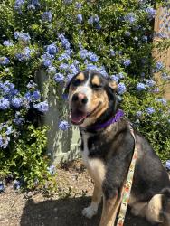 Shelter Stray Male Dog last seen Near Teal Way, Oceanside, CA, 92057, San Diego, CA 92110