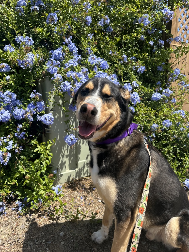 Shelter Stray Male Dog last seen Near Teal Way, Oceanside, CA, 92057, San Diego, CA 92110