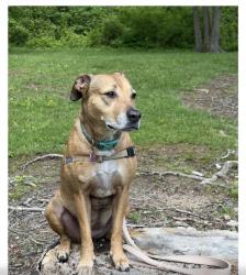 Lost Female Dog last seen Hamilton Ave, W Belmar Place, Reid , Cincinnati, OH 45224