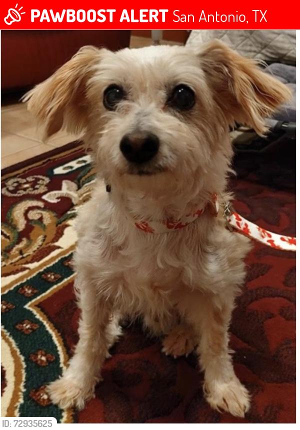 Lost Male Dog last seen Trail Dust in Stillwater Ranch, San Antonio, TX 78254