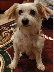 Lost Male Dog last seen Trail Dust in Stillwater Ranch, San Antonio, TX 78254