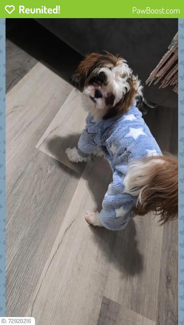 Reunited Male Dog last seen Camden st con south orange ave , Newark, NJ 07103