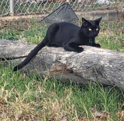 Lost Female Cat last seen E. 37th st, San Angelo, TX 76903
