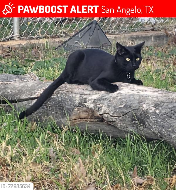 Lost Female Cat last seen E. 37th st, San Angelo, TX 76903