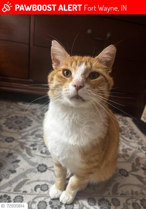 Lost Male Cat last seen Near Schele Ave and Raymond St in Fort Wayne, Fort Wayne, IN 46803