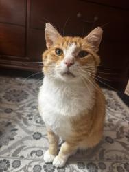 Lost Male Cat last seen Near Schele Ave and Raymond St in Fort Wayne, Fort Wayne, IN 46803