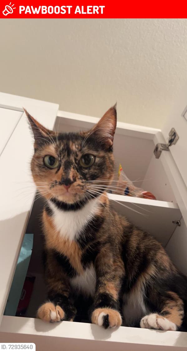 Lost Female Cat last seen Wildwood apmts Lake Forest Park, Lake Forest Park, WA 98155