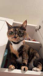 Lost Female Cat last seen Wildwood apmts Lake Forest Park, Lake Forest Park, WA 98155