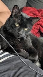 Reunited Male Cat last seen 32nd Ave and Sharon, Phoenix, AZ 85029