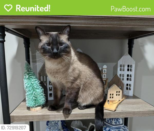Reunited Male Cat last seen Berenice and Menard, Chicago, IL 60634