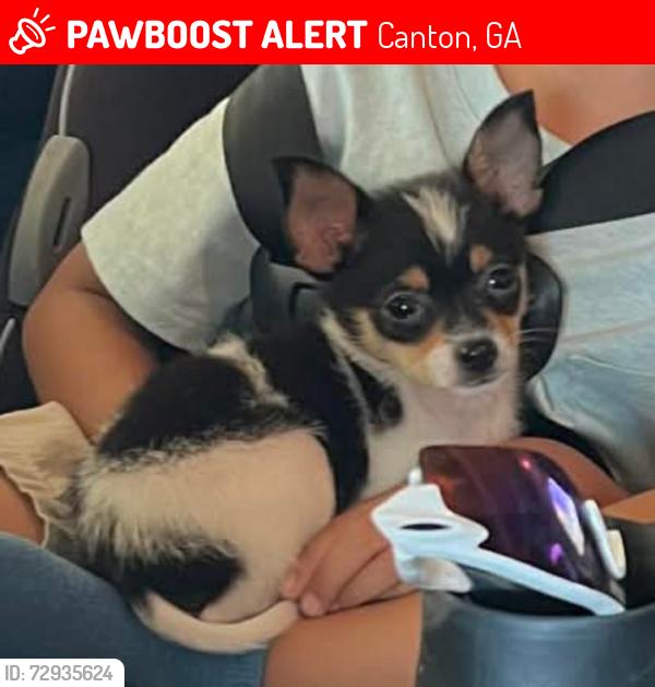 Lost Male Dog last seen Ridge Pine Dr., Canton, GA 30114
