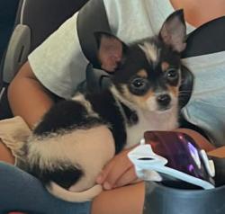 Lost Male Dog last seen Ridge Pine Dr., Canton, GA 30114